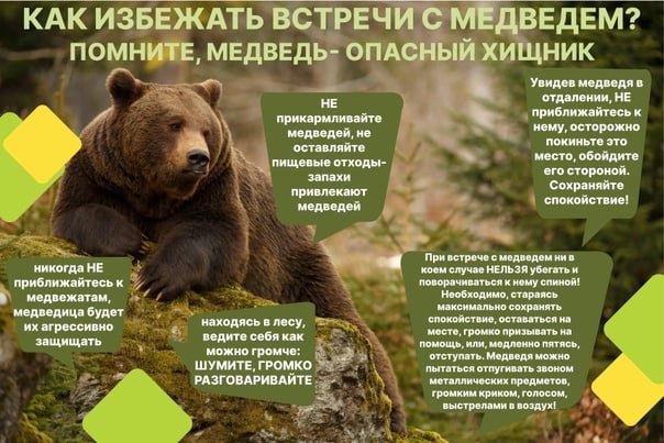 Как избежать встречи с медведем?.